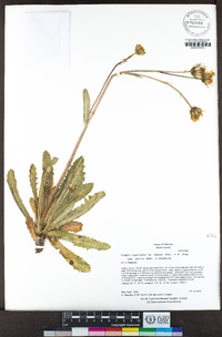Crepis runcinata subsp. hallii image