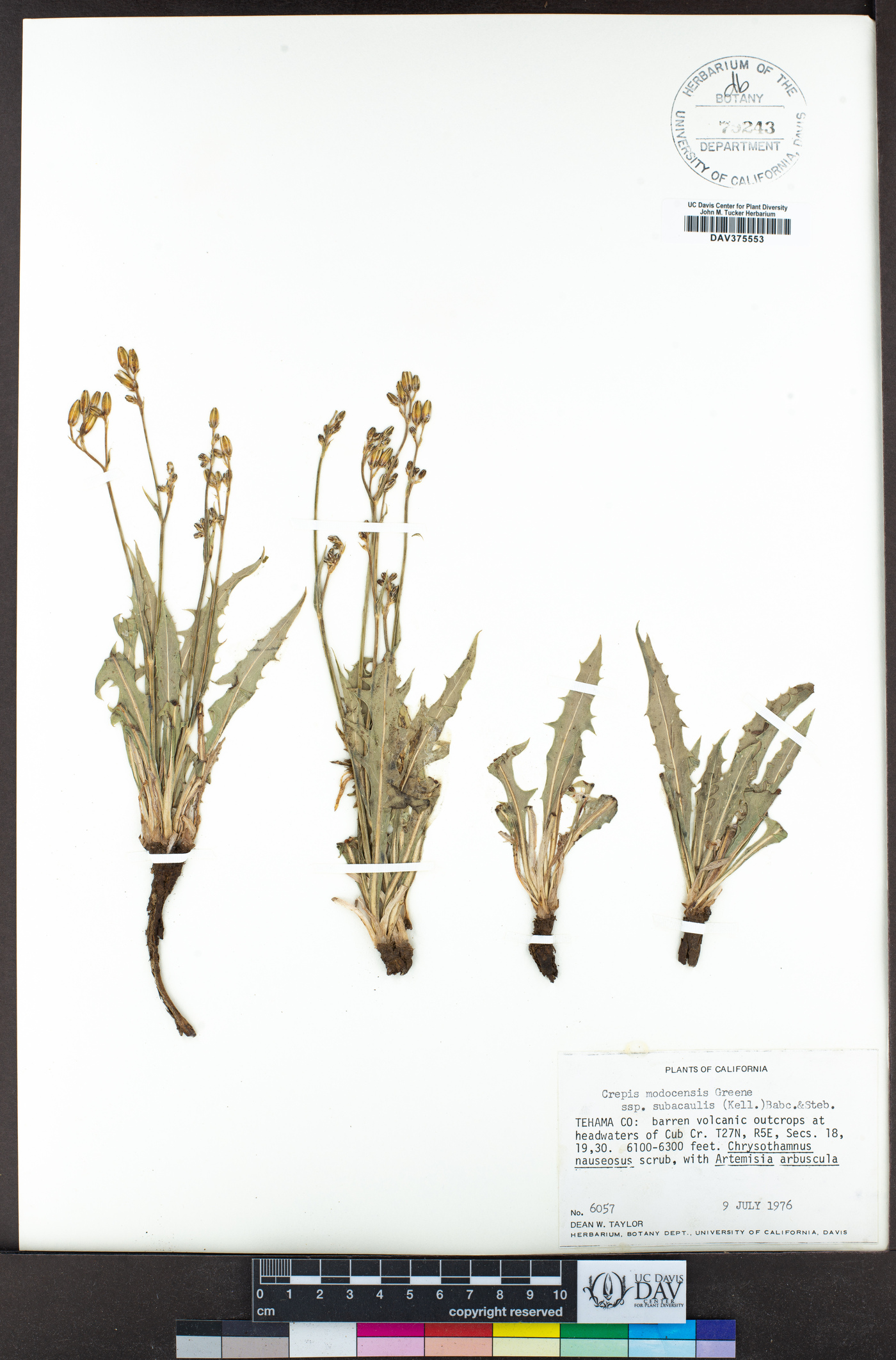 Crepis modocensis subsp. subacaulis image