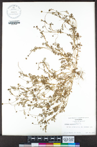 Cotula australis image