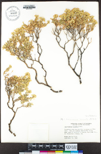 Ericameria cuneata image