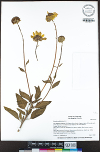 Encelia californica image