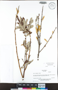 Salix breweri image