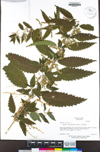 Urtica dioica image