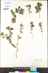 Urtica urens image