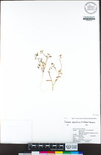 Carsonia sparsifolia image