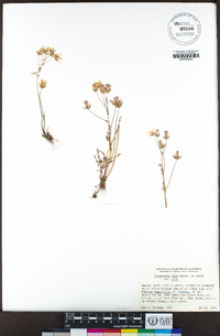 Limnanthes alba subsp. alba image