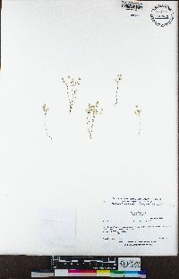 Minuartia californica image