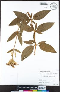 Saponaria officinalis image