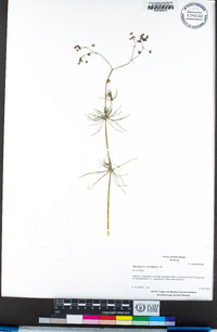 Spergula arvensis image