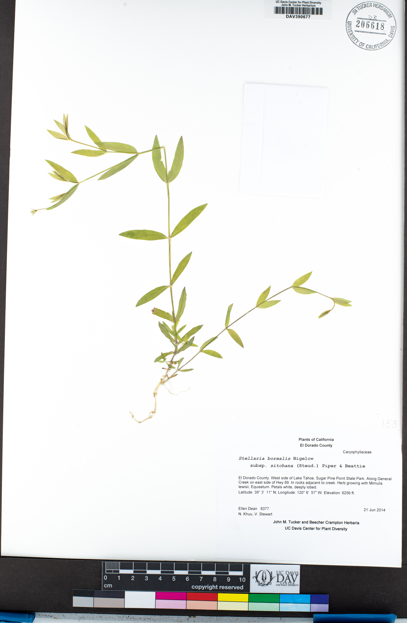 Stellaria borealis subsp. sitchana image