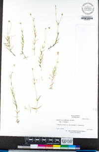 Stellaria longipes subsp. longipes image