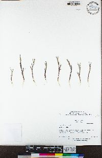 Dianthus nudiflorus image