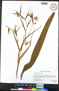 Calochortus albus image