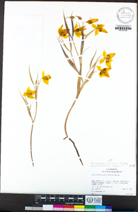 Calochortus amabilis image