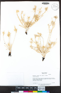 Eryngium vaseyi image