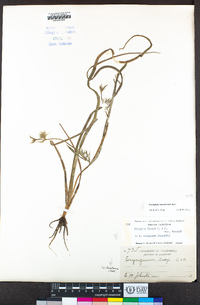 Eryngium racemosum image