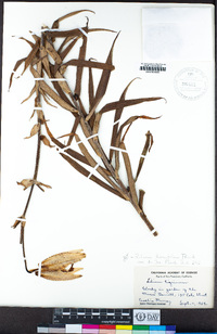 Image of Lilium lancifolium