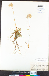 Calyptridium umbellatum image