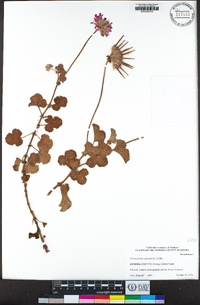 Pelargonium capitatum image