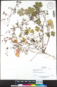 Geranium rotundifolium image