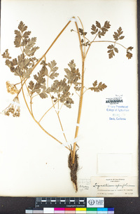 Ligusticum apiifolium image