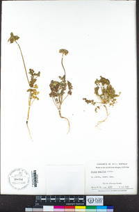 Daucus pusillus image