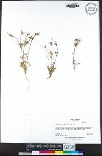 Apiastrum angustifolium image