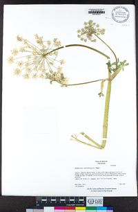 Angelica californica image