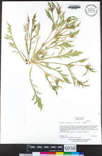 Eryngium jepsonii image