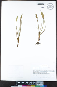Eryngium aristulatum image