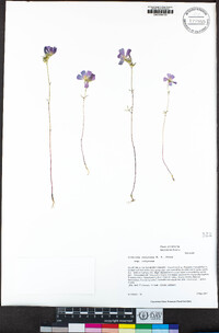 Sidalcea calycosa image
