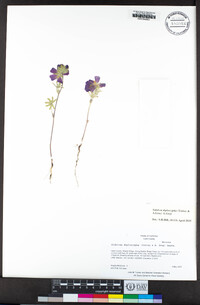 Sidalcea diploscypha image