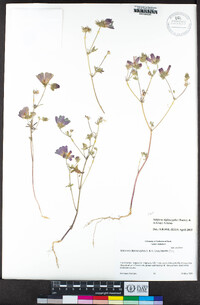 Sidalcea diploscypha image