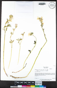 Sidalcea malviflora subsp. laciniata image