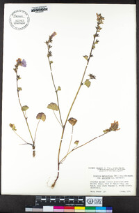 Sidalcea malviflora subsp. purpurea image