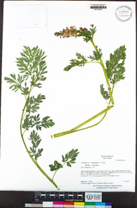 Corydalis caseana subsp. caseana image