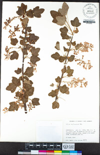 Ribes malvaceum image