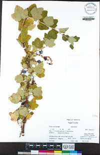Ribes malvaceum image