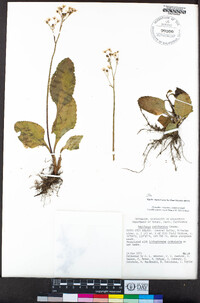 Micranthes californica image