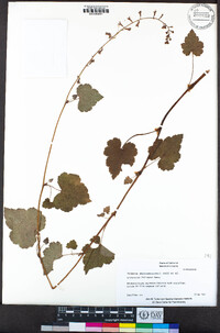 Tolmiea diplomenziesii image