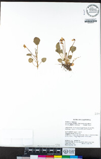 Viola adunca subsp. adunca image