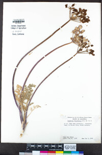 Lomatium dasycarpum image