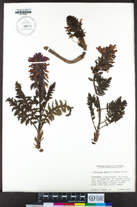 Pedicularis densiflora image