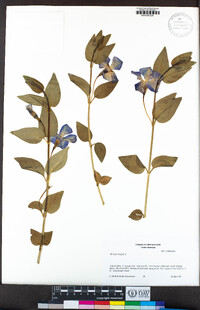 Vinca major image