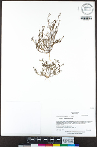 Githopsis diffusa subsp. robusta image