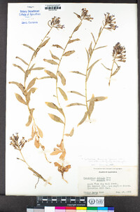 Lobelia dunnii var. serrata image