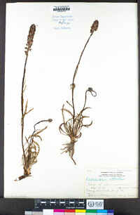 Pedicularis attollens image