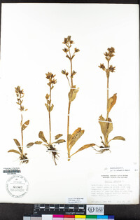 Swertia perennis image