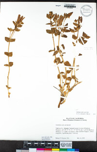 Gentiana calycosa image