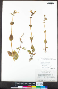 Erythranthe guttata image